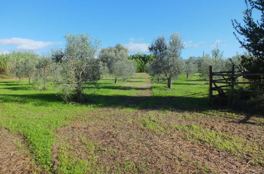 390-Piccola azienda agricola con possibilita' di costruire villa di campagna-Pitigliano-7 Agenzia Immobiliare ASIP