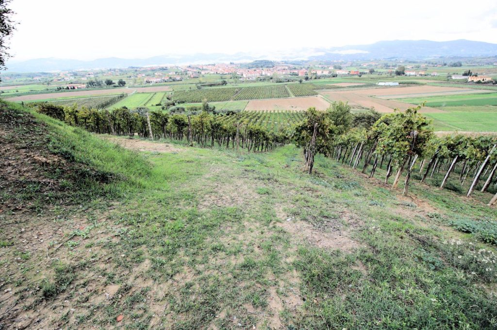564-Azienda agricola produzione vino ed olio-Cerreto Guidi-8 Agenzia Immobiliare ASIP