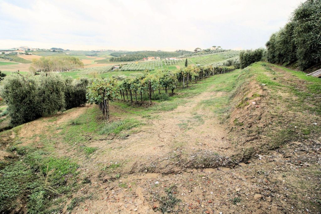 564-Azienda agricola produzione vino ed olio-Cerreto Guidi-7 Agenzia Immobiliare ASIP