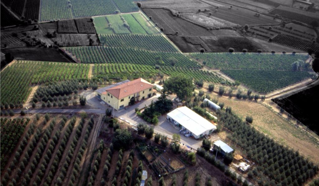 564-Azienda agricola produzione vino ed olio-Cerreto Guidi-1 Agenzia Immobiliare ASIP