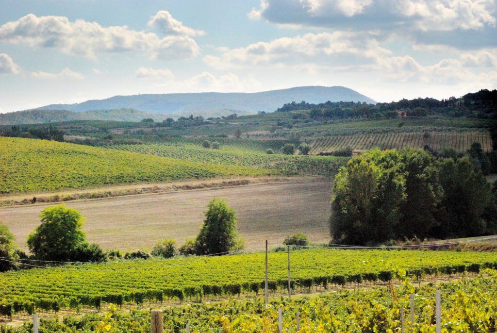 759-Azienda vinicola di alto livello-Montepulciano-7 Agenzia Immobiliare ASIP