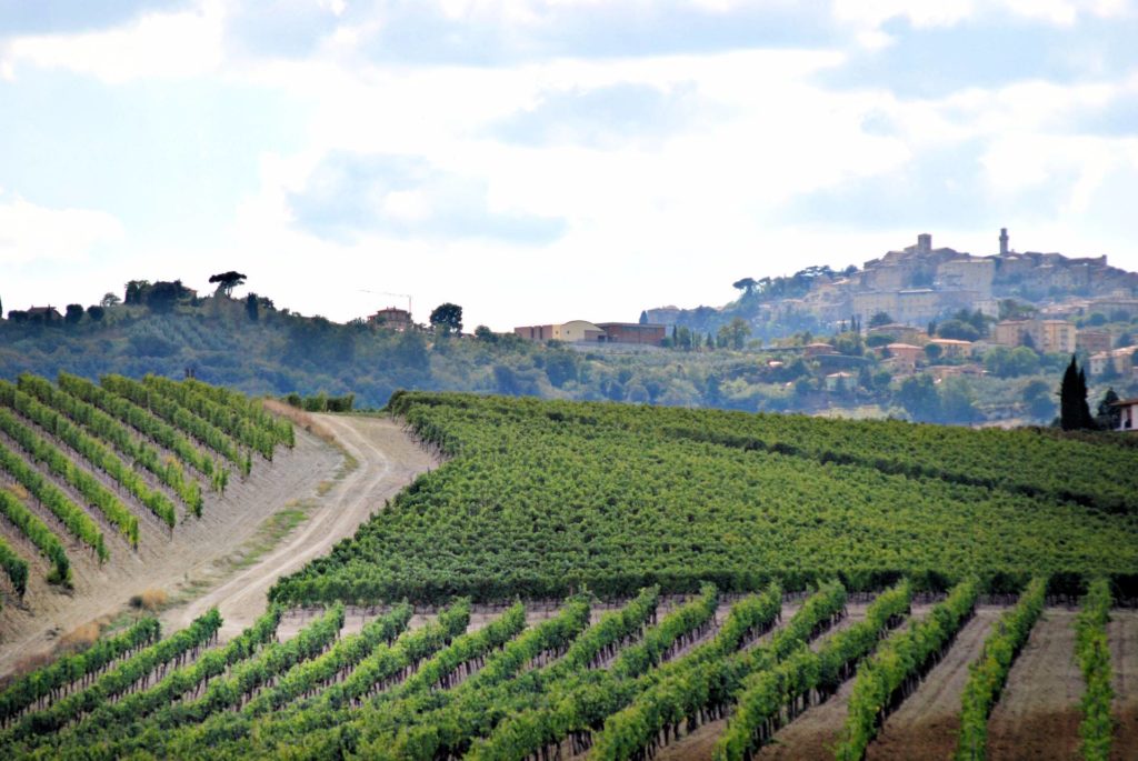 759-Azienda vinicola di alto livello-Montepulciano-2 Agenzia Immobiliare ASIP