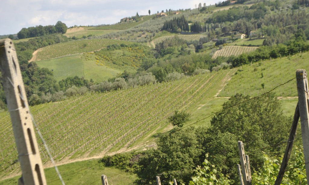 939-Azienda vitivinicola con attivita' agrituristica-Montaione-14 Agenzia Immobiliare ASIP