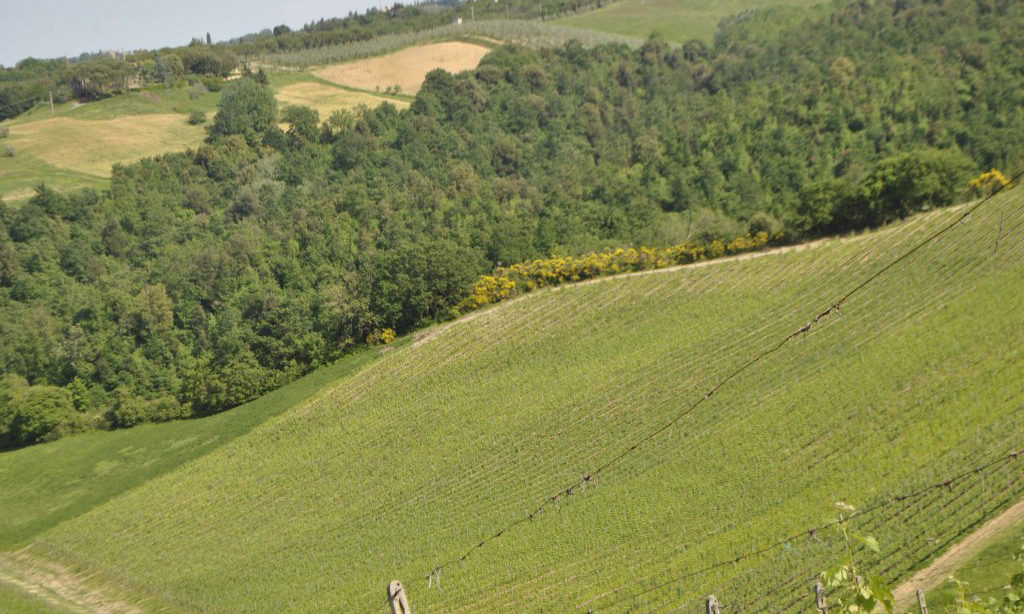 939-Azienda vitivinicola con attivita' agrituristica-Montaione-15 Agenzia Immobiliare ASIP
