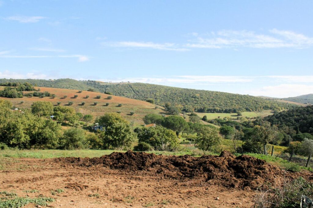 1318-Azienda agricola in posizione collinare e panoramica-Magliano in Toscana-4 Agenzia Immobiliare ASIP