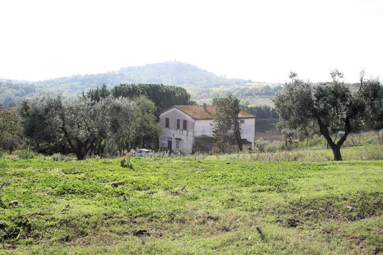 1318-Azienda agricola in posizione collinare e panoramica-Magliano in Toscana-1 Agenzia Immobiliare ASIP