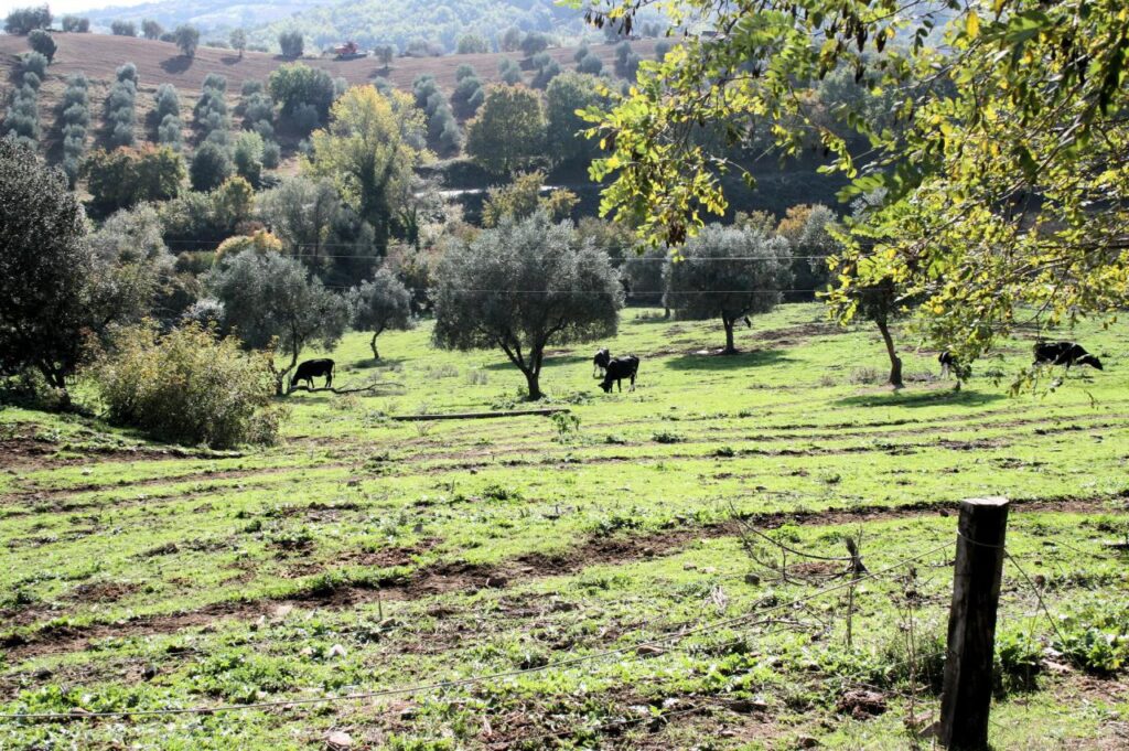 1318-Azienda agricola in posizione collinare e panoramica-Magliano in Toscana-11 Agenzia Immobiliare ASIP