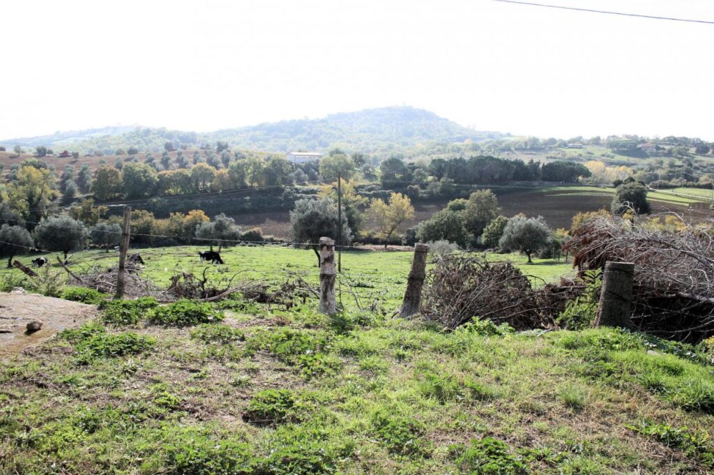 1318-Azienda agricola in posizione collinare e panoramica-Magliano in Toscana-12 Agenzia Immobiliare ASIP