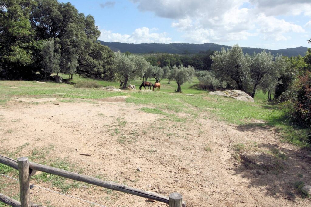 1378-Azienda agricola con agriturismo ampio terreno e piscina-Roccastrada-4 Agenzia Immobiliare ASIP