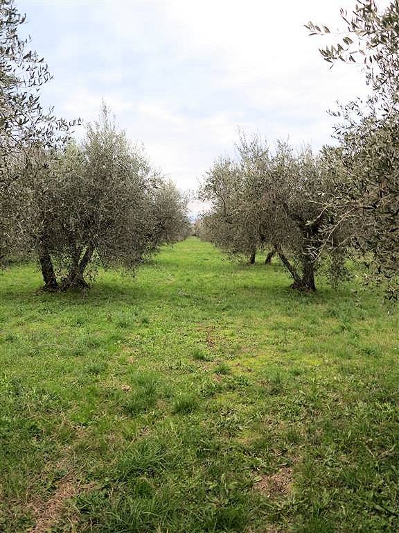1193-Annesso agricolo da ristrutturare in splendida posizione-Gavorrano-6 Agenzia Immobiliare ASIP