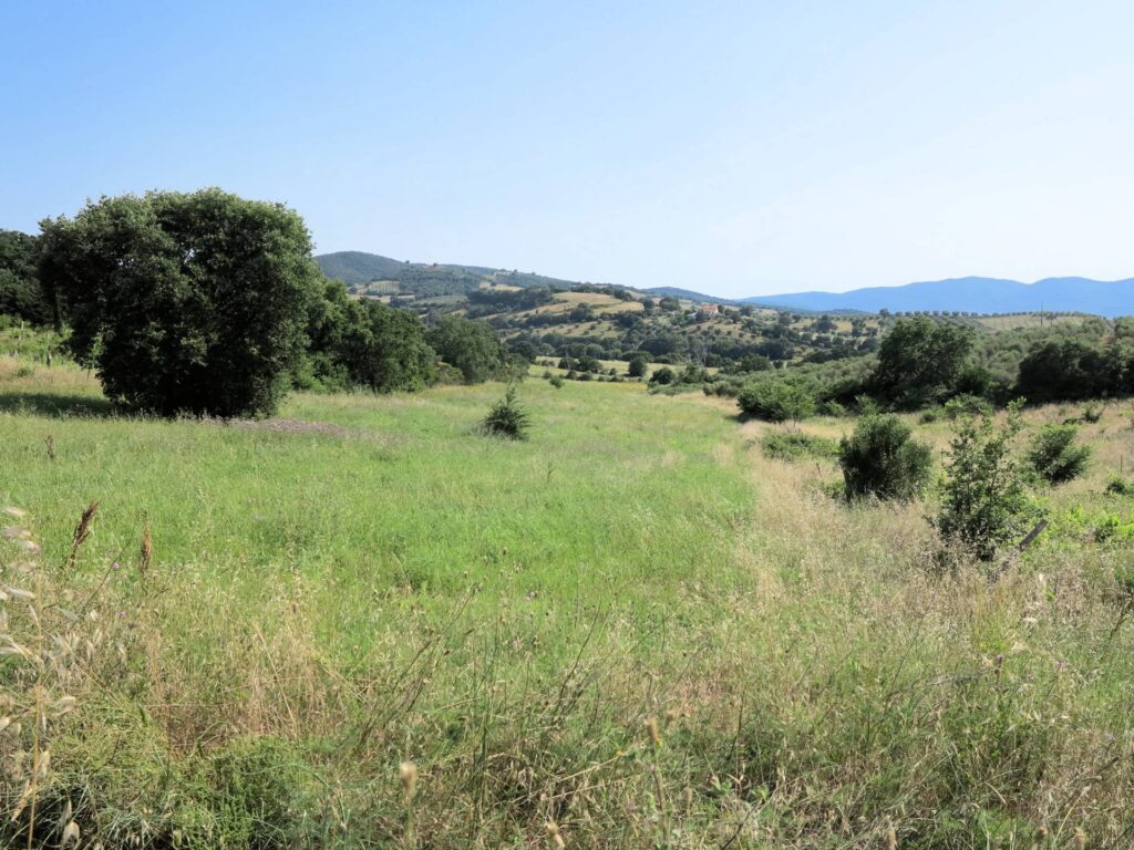 1434-Azienda agricola in posizione collinare con vista mare-Magliano in Toscana-3 Agenzia Immobiliare ASIP