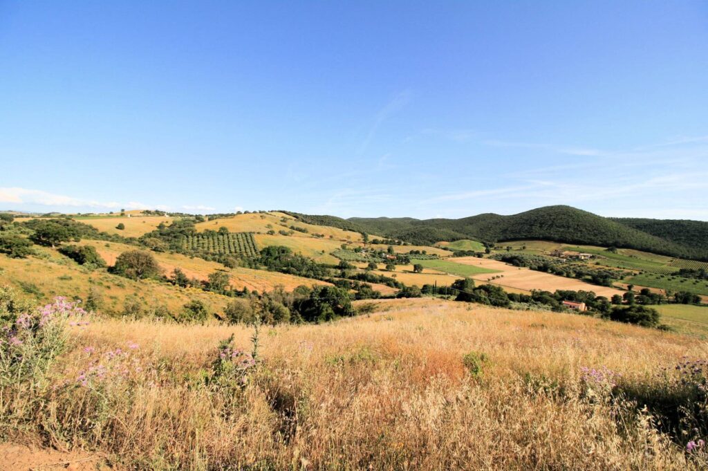 1443-Azienda agricola con vigneti in posizione panoramica-Magliano in Toscana-5 Agenzia Immobiliare ASIP