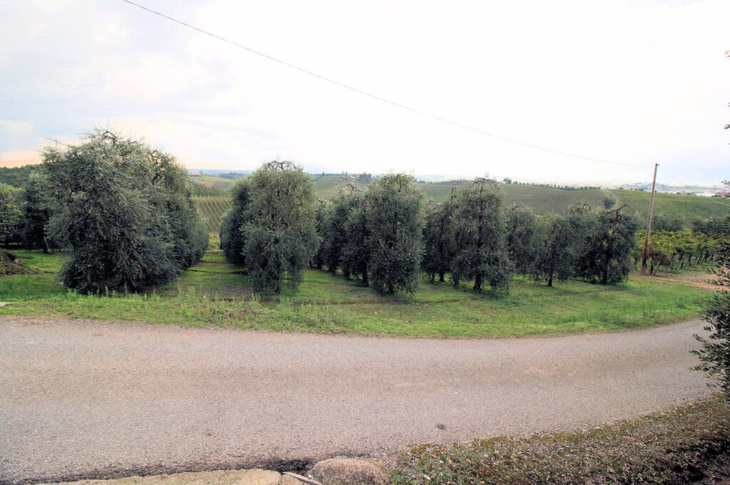 564-Azienda agricola produzione vino ed olio-Cerreto Guidi-16 Agenzia Immobiliare ASIP