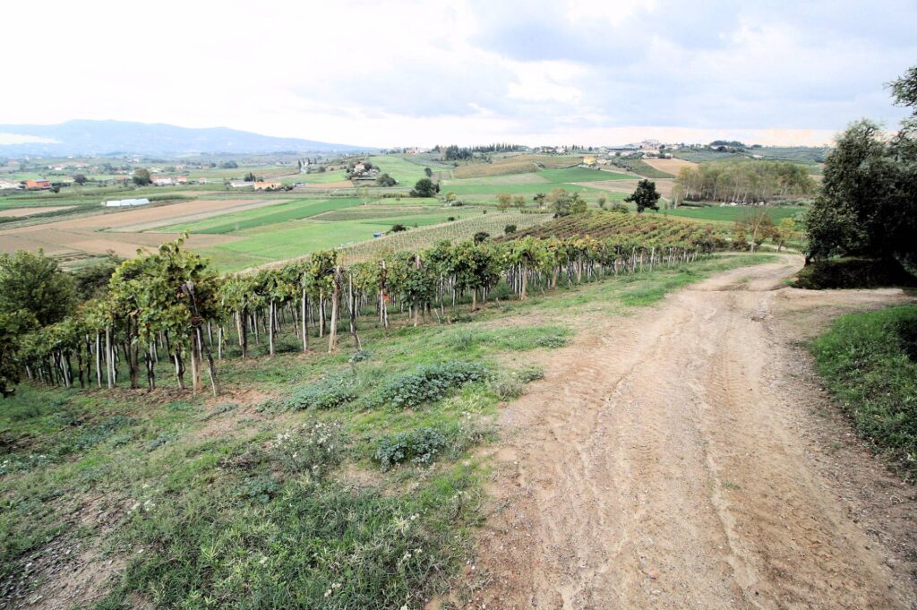 564-Azienda agricola produzione vino ed olio-Cerreto Guidi-24 Agenzia Immobiliare ASIP