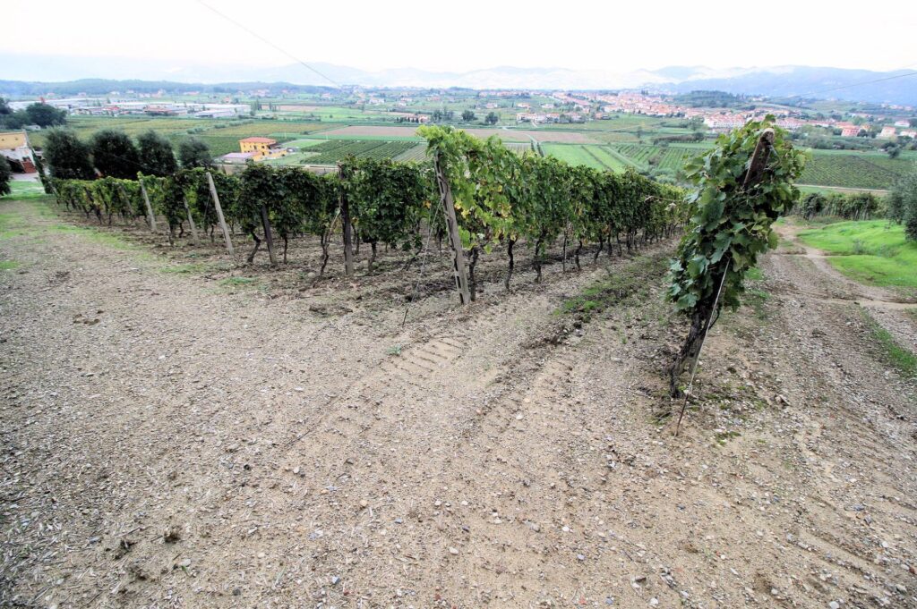 564-Azienda agricola produzione vino ed olio-Cerreto Guidi-17 Agenzia Immobiliare ASIP