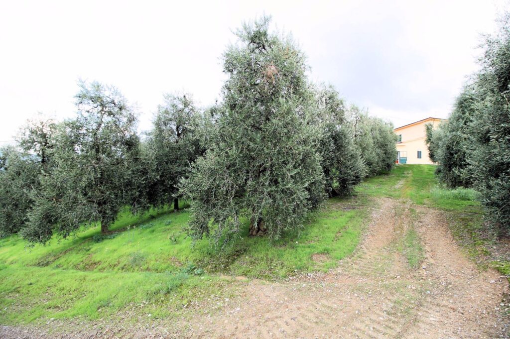 564-Azienda agricola produzione vino ed olio-Cerreto Guidi-15 Agenzia Immobiliare ASIP