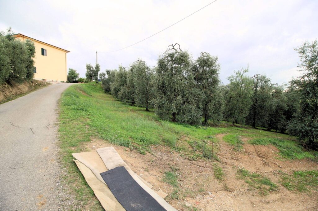 564-Azienda agricola produzione vino ed olio-Cerreto Guidi-18 Agenzia Immobiliare ASIP