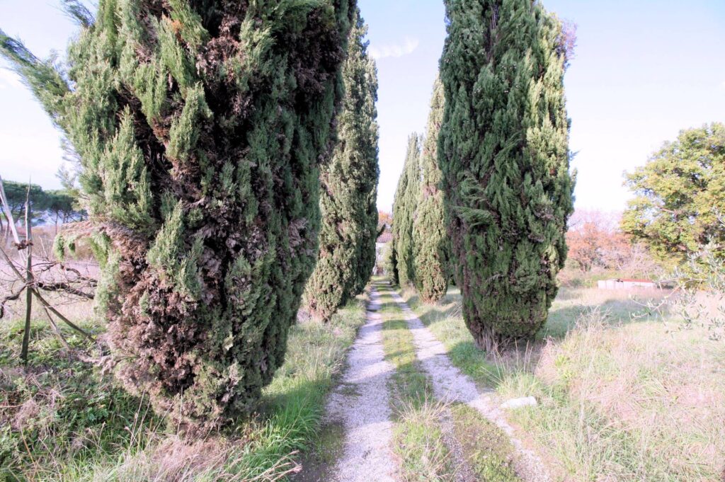 590-Complesso immobiliare di ampia metratura da ristrutturare-Altopascio-16 Agenzia Immobiliare ASIP