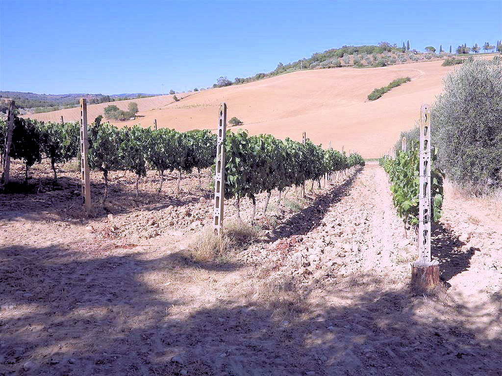 706-Azienda agricola in posizione collinare e panoramica-Magliano in Toscana-9 Agenzia Immobiliare ASIP