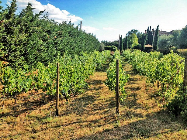 758-Villa in stile rustico Toscano ristrutturata con vigneto-Cortona-4 Agenzia Immobiliare ASIP