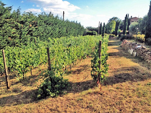 758-Villa in stile rustico Toscano ristrutturata con vigneto-Cortona-3 Agenzia Immobiliare ASIP