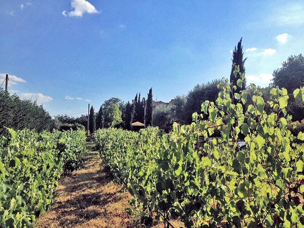 758-Villa in stile rustico Toscano ristrutturata con vigneto-Cortona-13 Agenzia Immobiliare ASIP