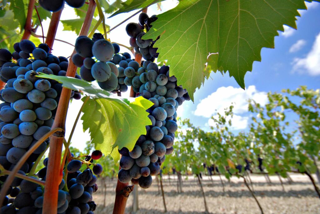 759-Azienda vinicola di alto livello-Montepulciano-9 Agenzia Immobiliare ASIP