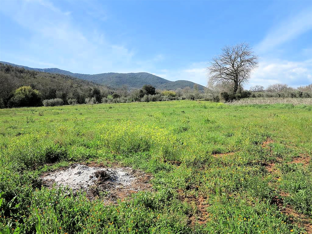 805-Podere panoramico in Maremma-Gavorrano-11 Agenzia Immobiliare ASIP