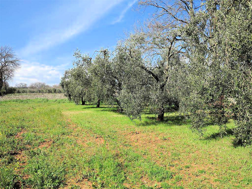 805-Podere panoramico in Maremma-Gavorrano-14 Agenzia Immobiliare ASIP