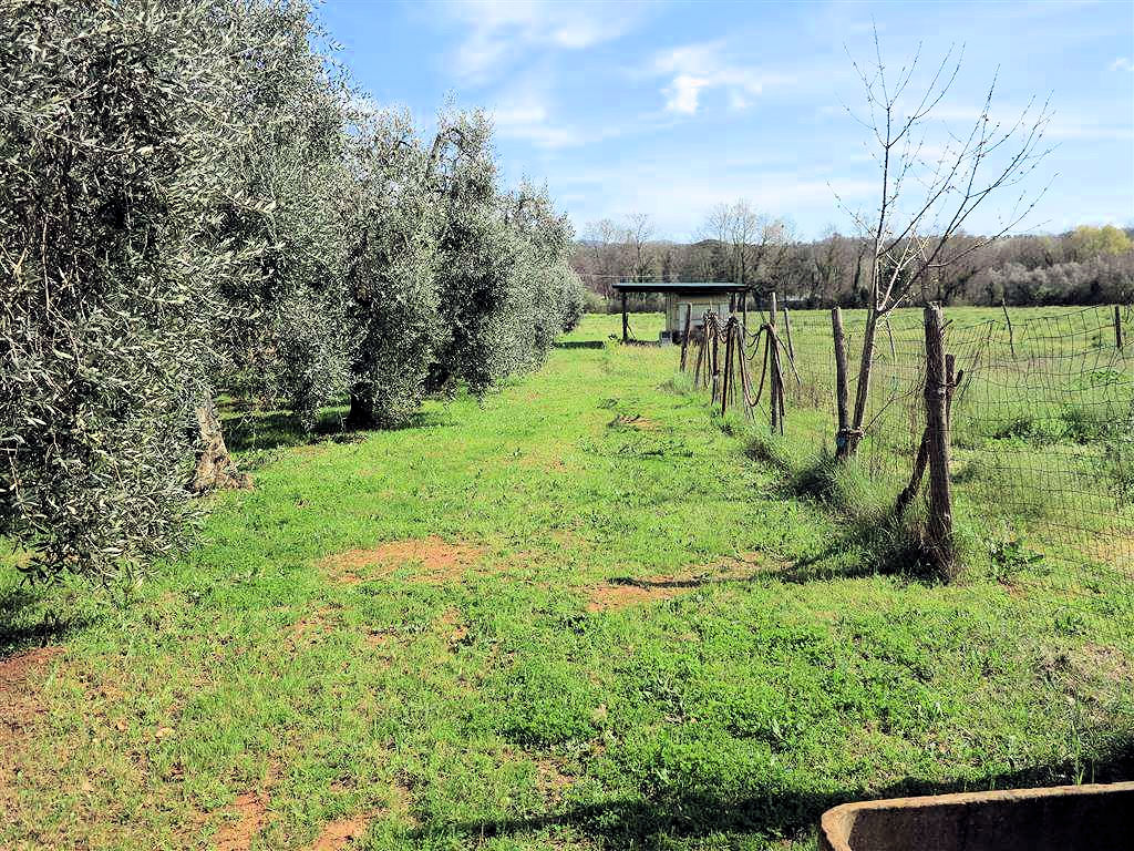805-Podere panoramico in Maremma-Gavorrano-9 Agenzia Immobiliare ASIP