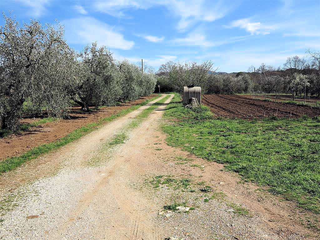 805-Podere panoramico in Maremma-Gavorrano-16 Agenzia Immobiliare ASIP
