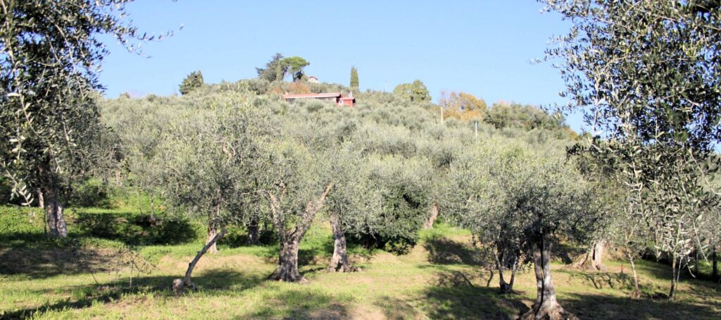 832-Villini bifamiliari di nuova progettazione con parco piscina e vista mare-Massarosa-12 Agenzia Immobiliare ASIP
