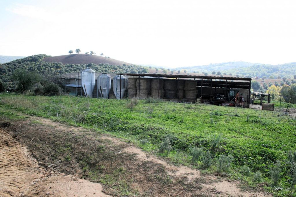 1318-Azienda agricola in posizione collinare e panoramica-Magliano in Toscana-10 Agenzia Immobiliare ASIP