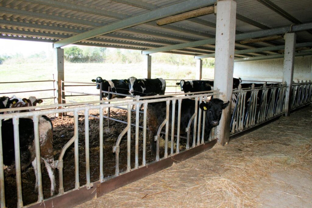 1318-Azienda agricola in posizione collinare e panoramica-Magliano in Toscana-3 Agenzia Immobiliare ASIP