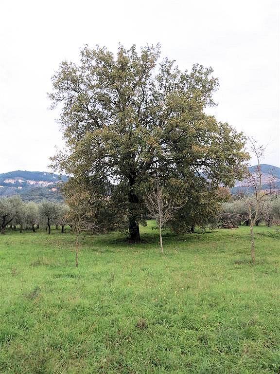 1193-Annesso agricolo da ristrutturare in splendida posizione-Gavorrano-10 Agenzia Immobiliare ASIP