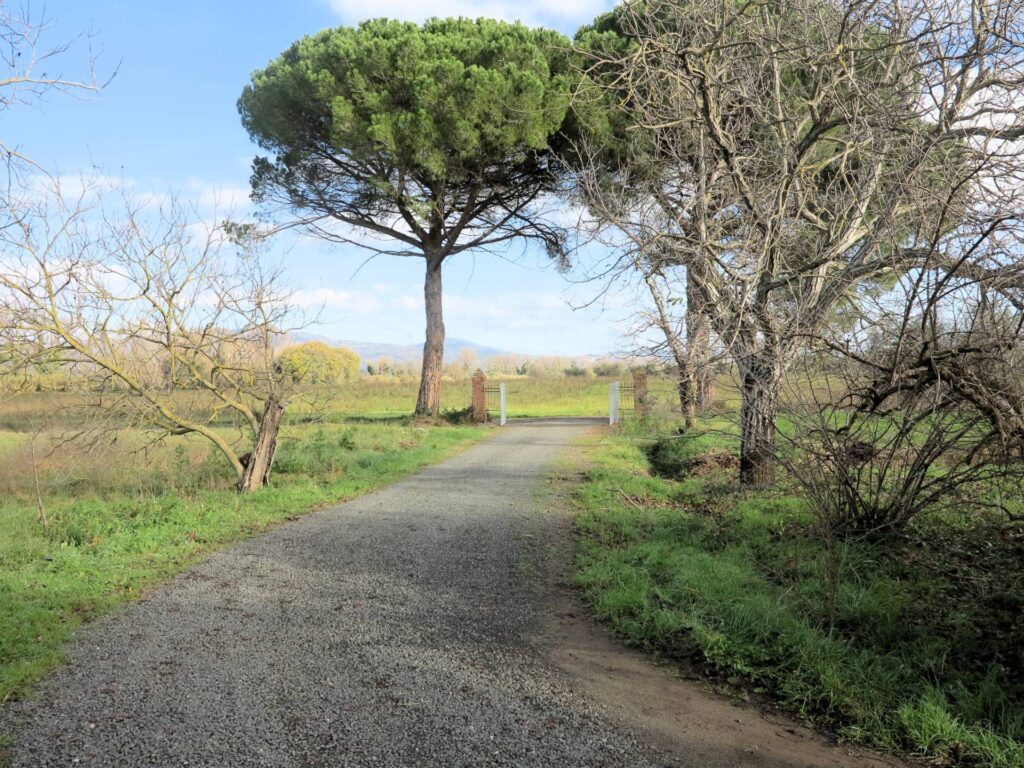 1184-Podere ex Ente Maremma di ampia superficie-Roccastrada-2 Agenzia Immobiliare ASIP