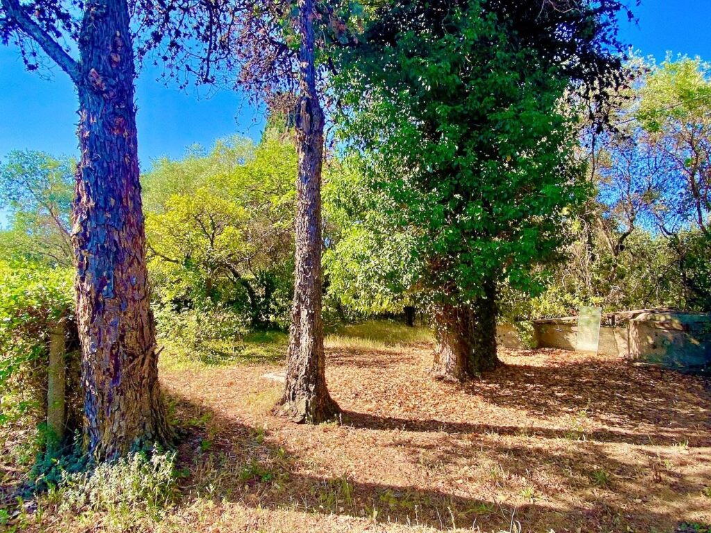 1424-Rustico con annesso agricolo da ristrutturare-Castagneto Carducci-6 Agenzia Immobiliare ASIP