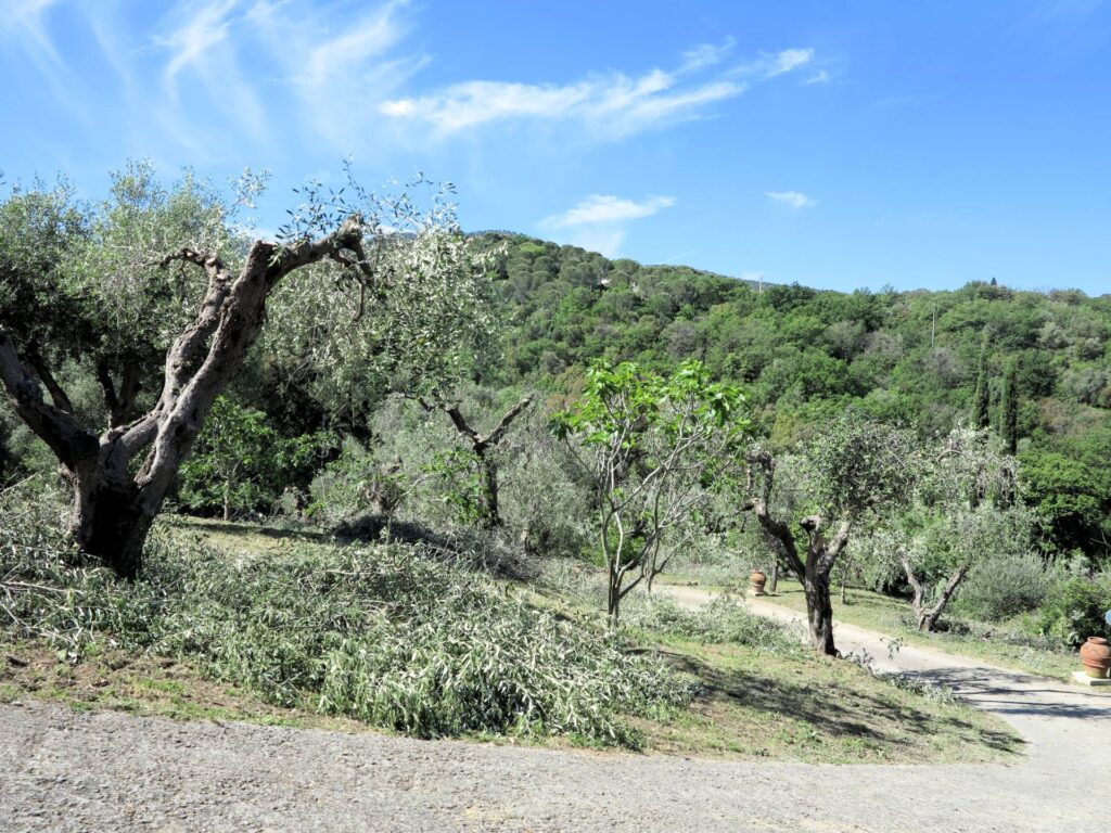 1426-Annesso agricolo con vista panoramica-Scarlino-8 Agenzia Immobiliare ASIP