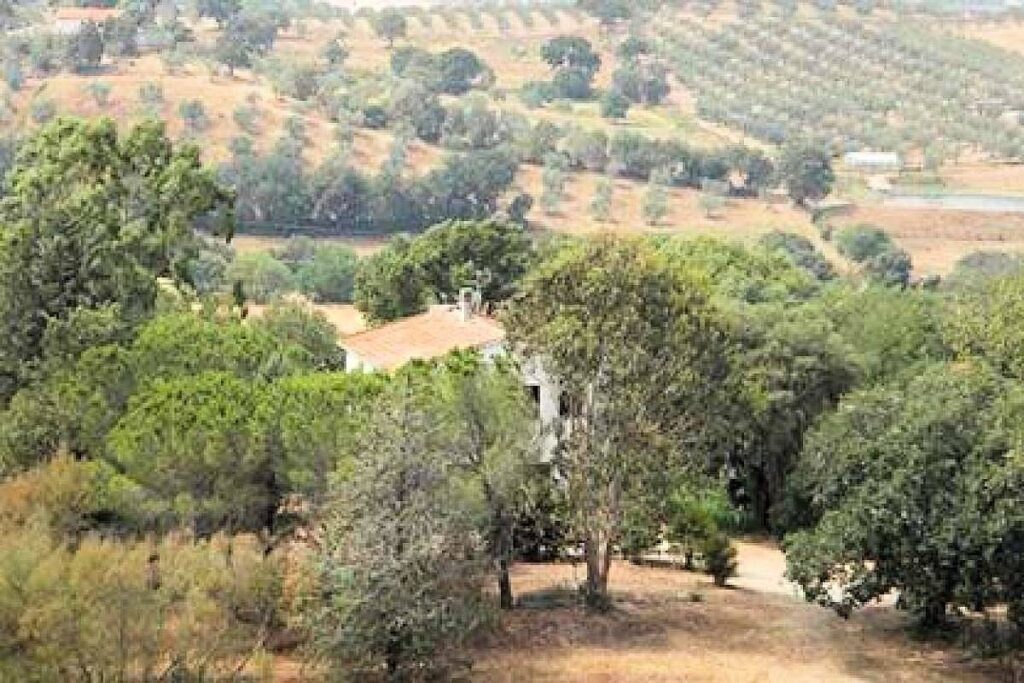 1434-Azienda agricola in posizione collinare con vista mare-Magliano in Toscana-7 Agenzia Immobiliare ASIP