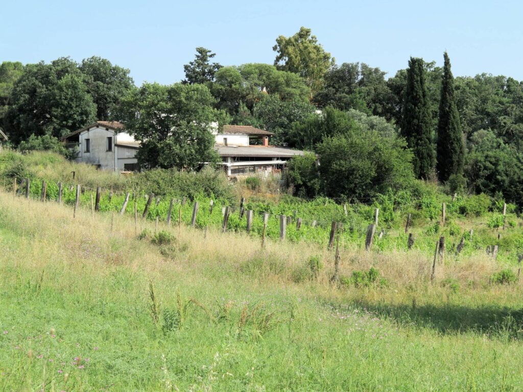 1434-Azienda agricola in posizione collinare con vista mare-Magliano in Toscana-4 Agenzia Immobiliare ASIP