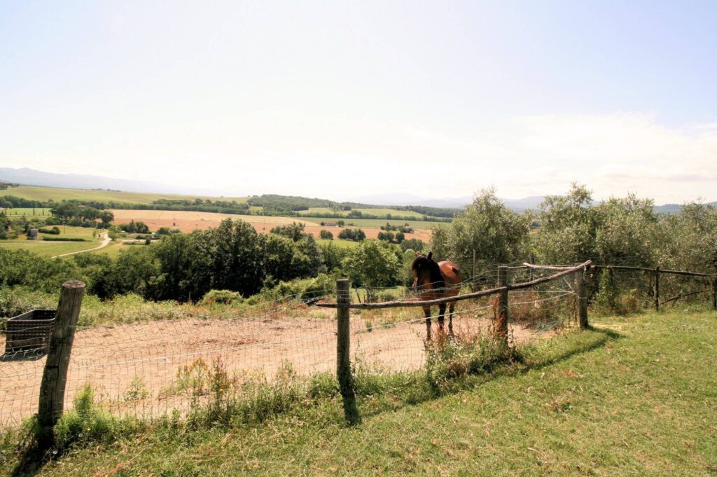 1454-Podere con vista lago per gli amanti dei cavalli-Barberino di Mugello-9 Agenzia Immobiliare ASIP