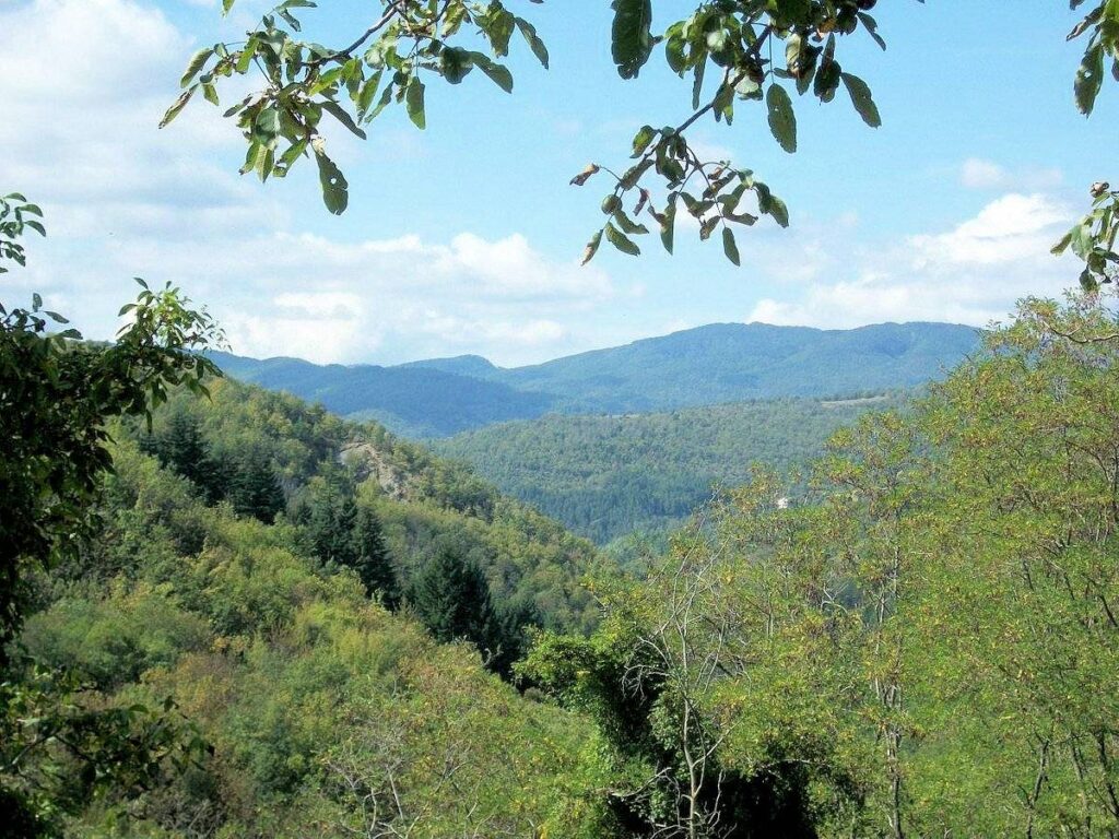 1480-Podere in posizione panoramica con attività agrituristica con ampio terreno-Pratovecchio Stia-11 Agenzia Immobiliare ASIP