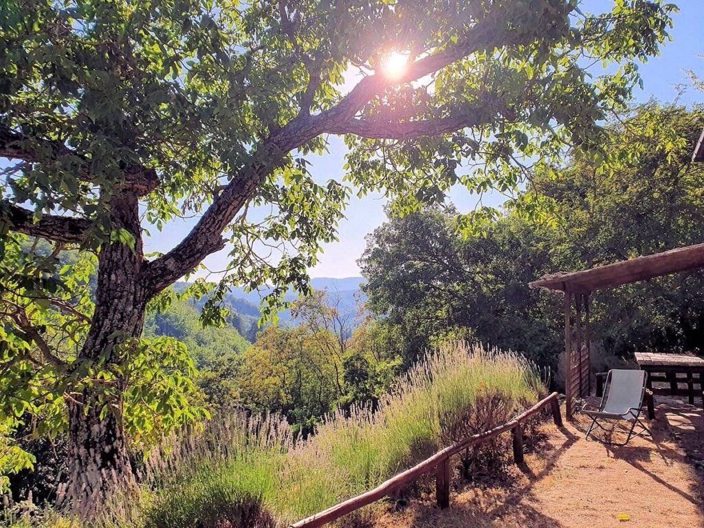 1480-Podere in posizione panoramica con attività agrituristica con ampio terreno-Pratovecchio Stia-6 Agenzia Immobiliare ASIP