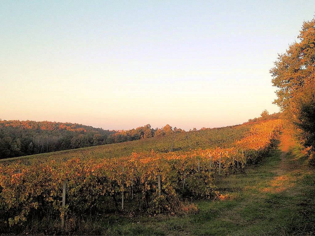 1214-Azienda vitivinicola Morellino di Scansano con agriturismo-Grosseto-4 Agenzia Immobiliare ASIP