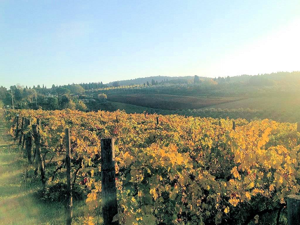 1214-Azienda vitivinicola Morellino di Scansano con agriturismo-Grosseto-1 Agenzia Immobiliare ASIP