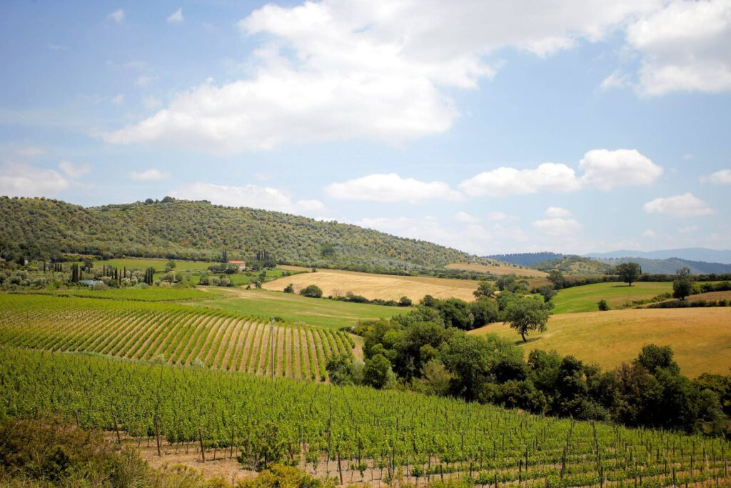 1214-Azienda vitivinicola Morellino di Scansano con agriturismo-Grosseto-6 Agenzia Immobiliare ASIP