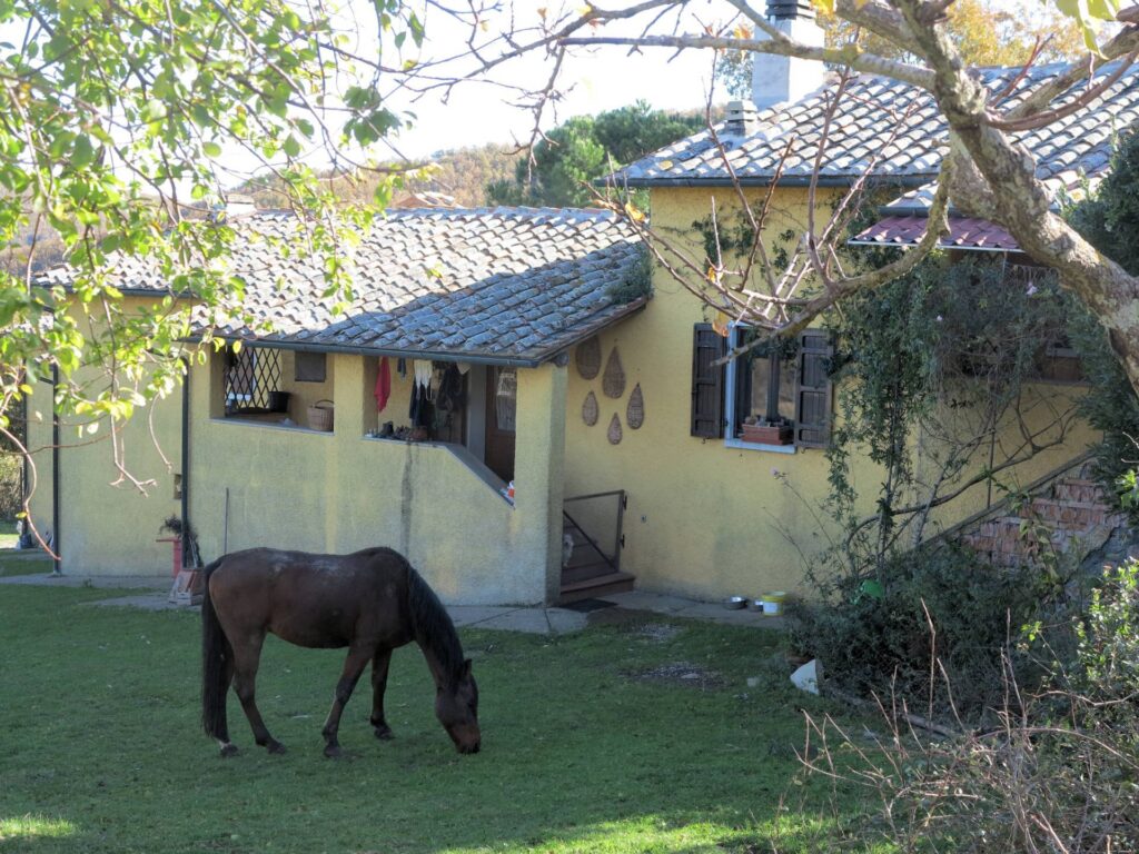 1490-Azienda agricola in posizione panoramica-Montieri-5 Agenzia Immobiliare ASIP