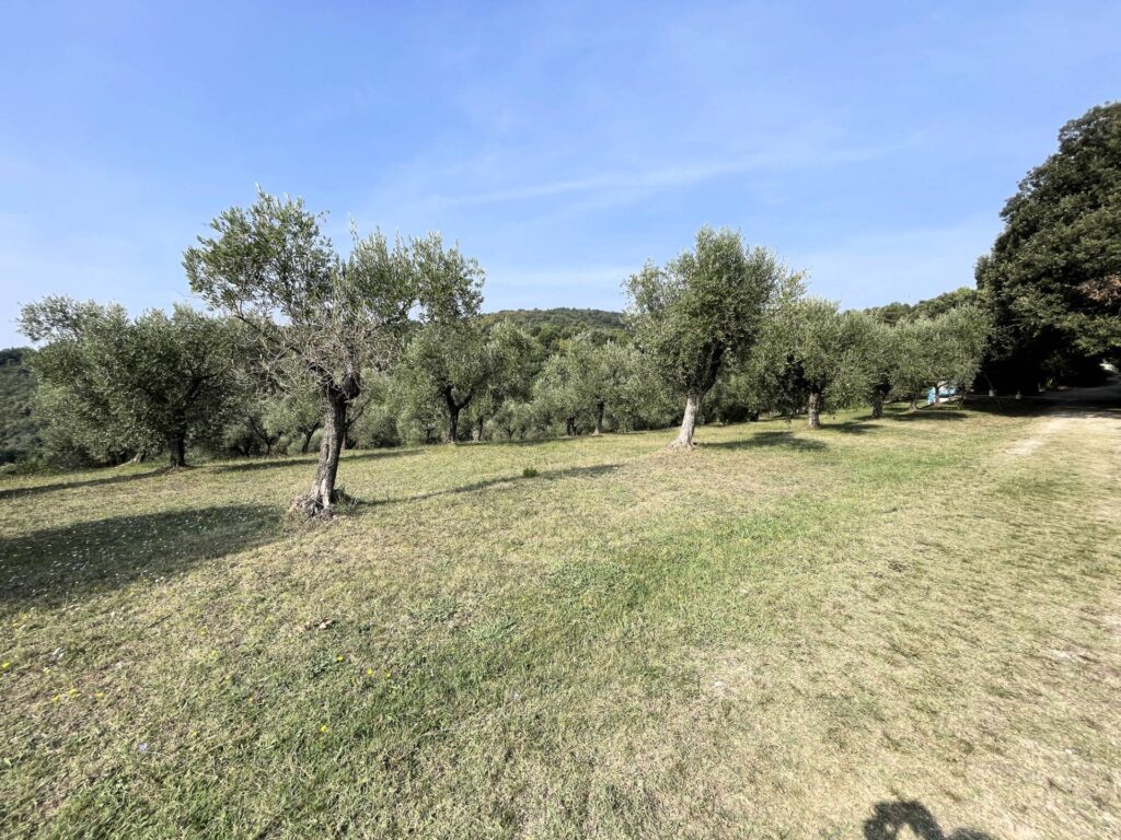 1497-Agriturismo con ampio terreno con vista panoramica-Vecchiano-8 Agenzia Immobiliare ASIP