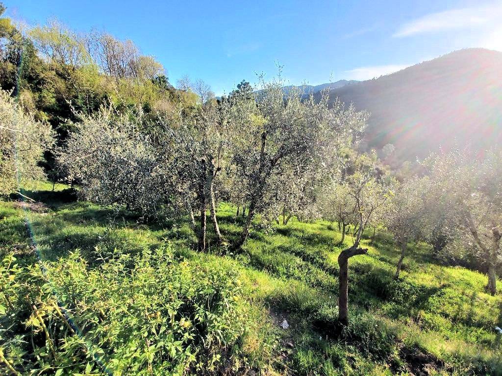 1343-Rustico con ampio terreno e vista panoramica-Pescia-4 Agenzia Immobiliare ASIP
