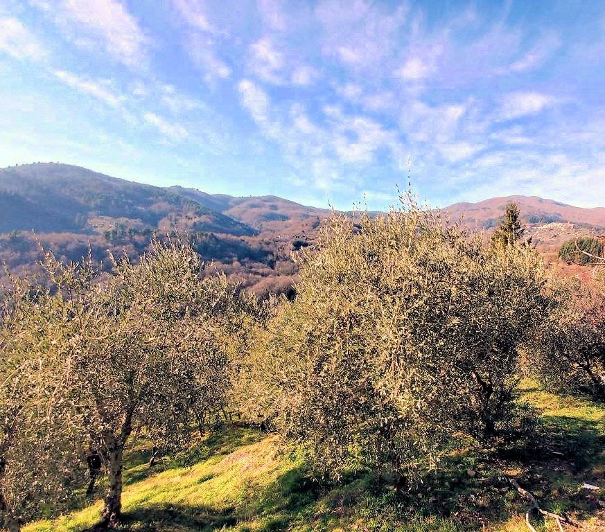 1343-Rustico con ampio terreno e vista panoramica-Pescia-6 Agenzia Immobiliare ASIP